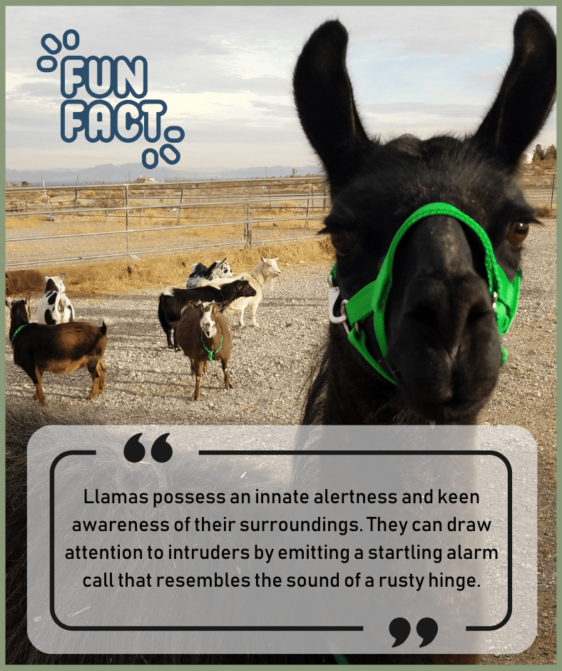 Did You Know: Llamas possess an innate alertness and keen awareness of their surroundings. They can draw attention to intruders by emitting a startling alarm call that resembles the sound of a rusty hinge.