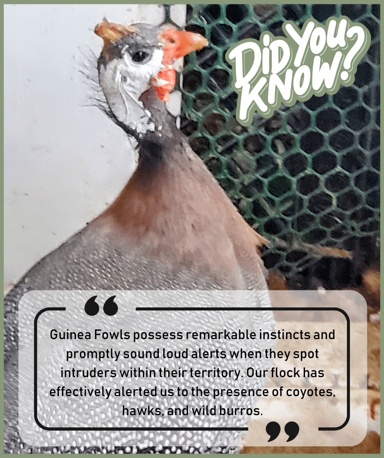 Fun Fact: Guinea Fowls possess remarkable instincts and promptly sound loud alerts when they spot intruders within their territory. Our flock has effectively alerted us to the presence of coyotes, hawks, and wild burros.