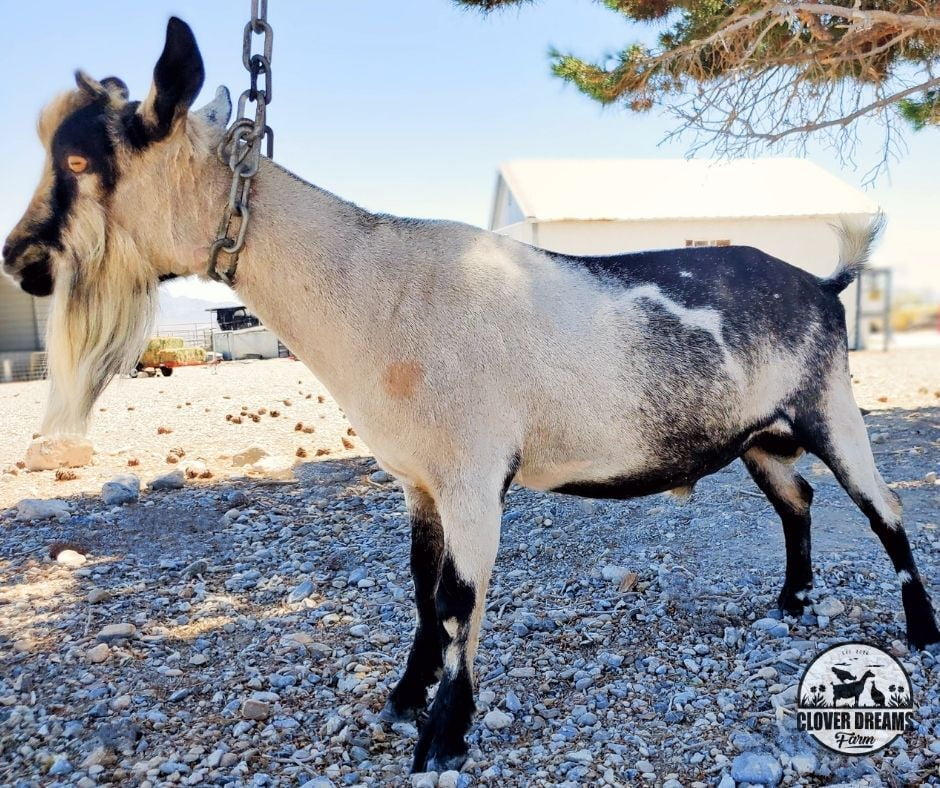 CouClaire Buck with Moonspot on Shoulder