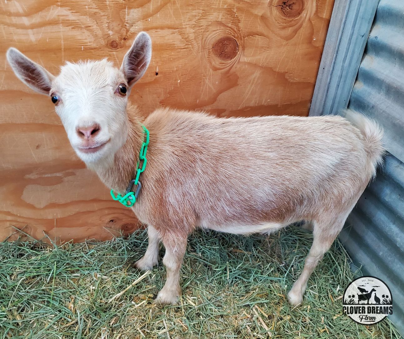 Gold Nigerian Dwarf