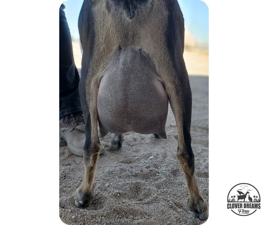 Galaxy Udder