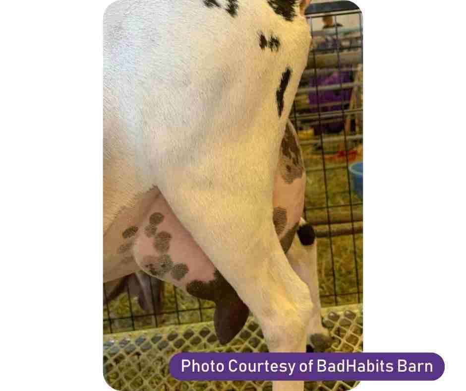 Side Udder - Nigerian Dwarf Goat