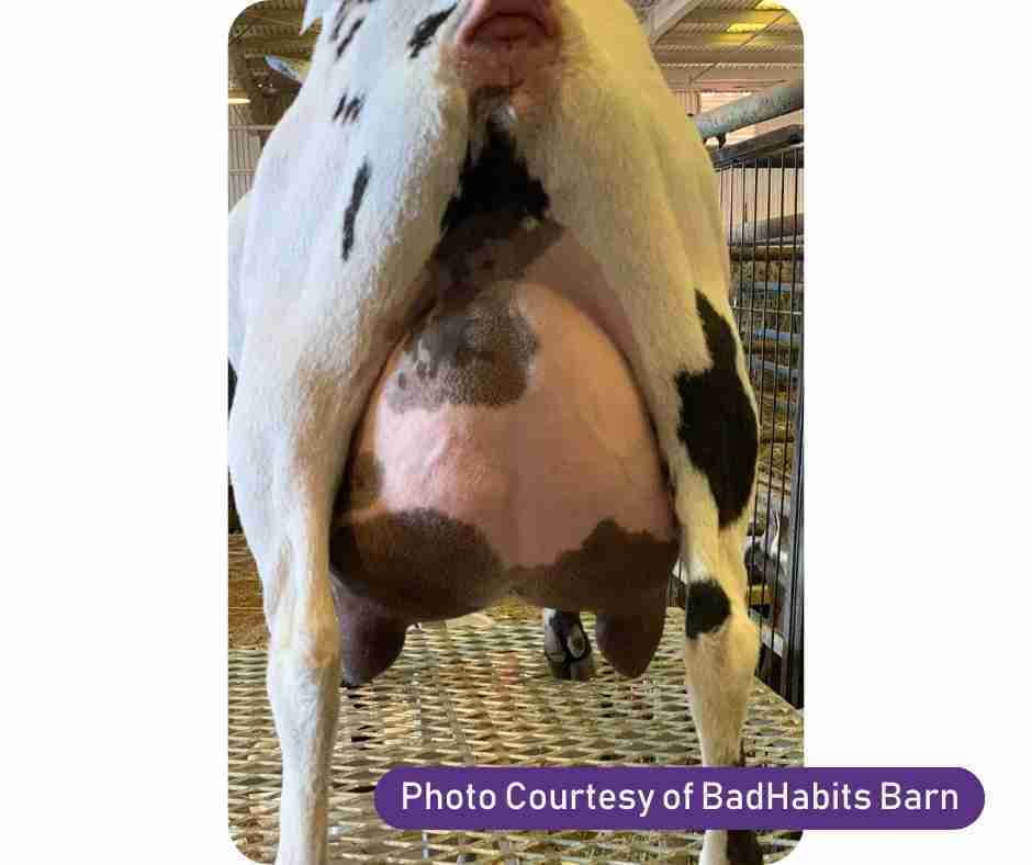 Sierra Udder Nigerian Dwarf Goat